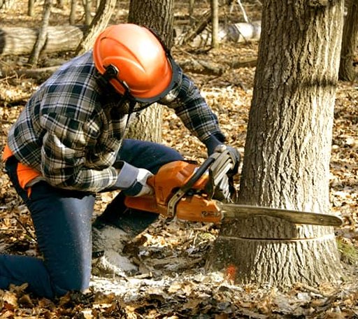 Arborist assessing tree health in Kansas